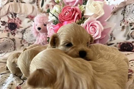 Maltipoo szczenięta, Małopolskie, Polanka Wielka