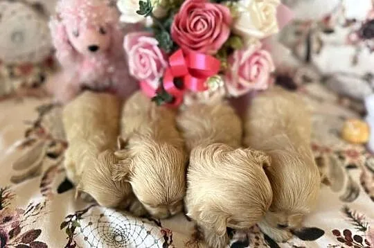 Maltipoo szczenięta, Małopolskie, Polanka Wielka