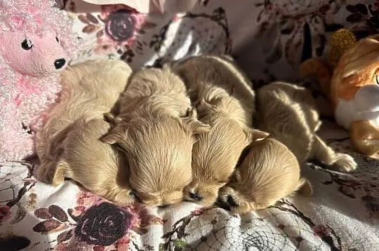 Maltipoo szczenięta, Małopolskie, Polanka Wielka