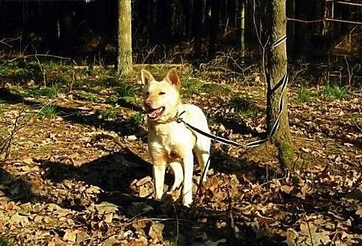 Suri - przyjazna sunia w typie husky szuka kochają