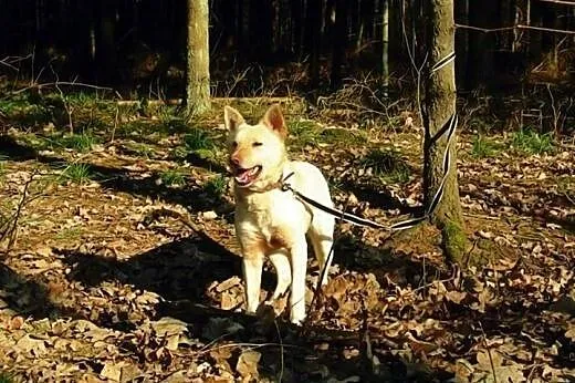 Suri - przyjazna sunia w typie husky szuka kochają