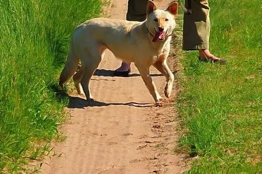 Suri - przyjazna sunia w typie husky szuka kochają