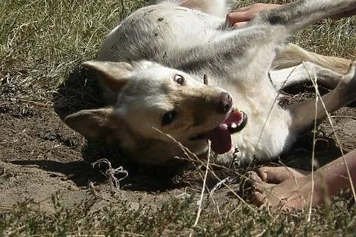 Suri - przyjazna sunia w typie husky szuka kochają