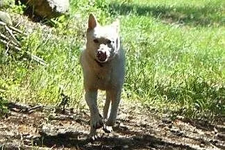 Suri - przyjazna sunia w typie husky szuka kochają