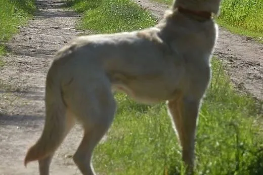 Suri - przyjazna sunia w typie husky szuka kochają
