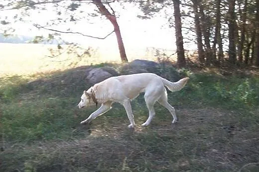 Suri - przyjazna sunia w typie husky szuka kochają