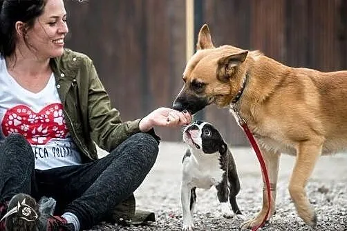 Adoptuj  pieknego rudzielca,  Kundelki cała Polska