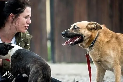 Adoptuj  pieknego rudzielca,  Kundelki cała Polska