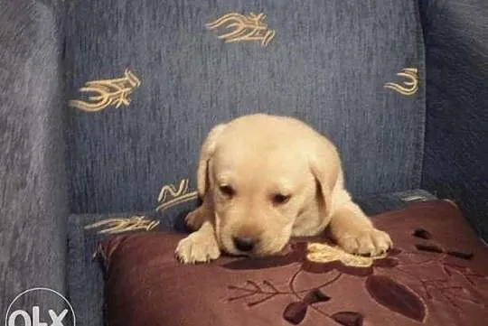 Labradorki
