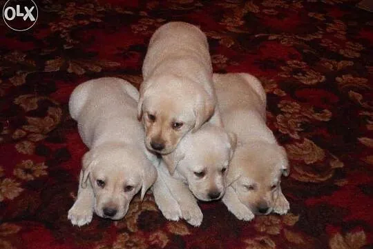 Labradorki
