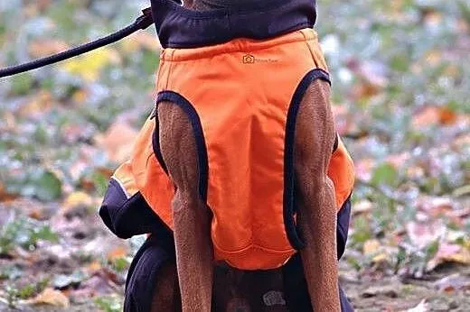 Niko - mix Wyżeł do adopcji!,  wielkopolskie Śrem