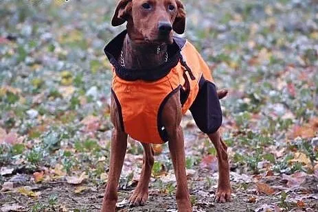 Niko - mix Wyżeł do adopcji!,  wielkopolskie Śrem