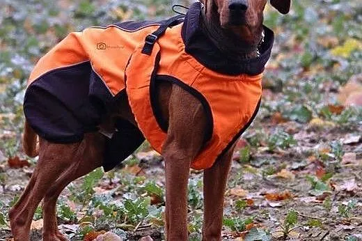 Niko - mix Wyżeł do adopcji!,  wielkopolskie Śrem