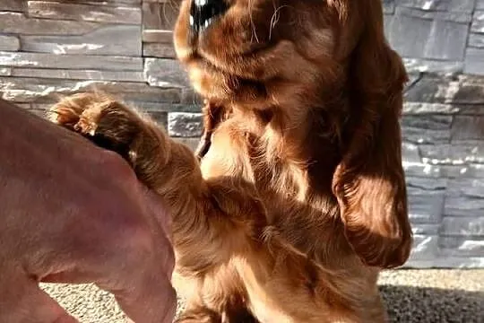 Cocker Spaniel Angielski sunia