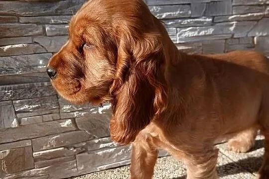 Cocker Spaniel Angielski sunia, Łódzkie, Sieradz