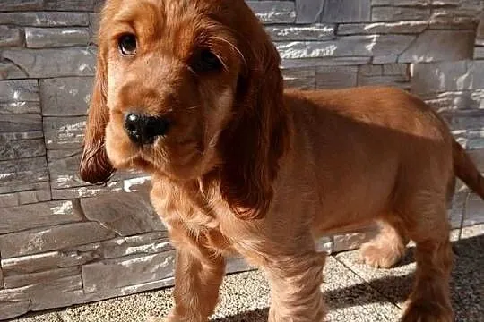 Cocker Spaniel Angielski sunia, Łódzkie, Sieradz