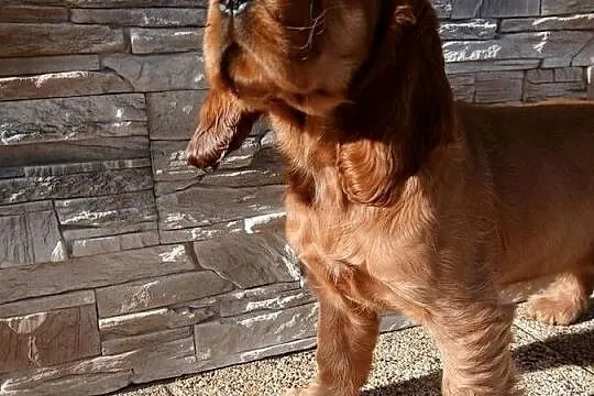 Cocker Spaniel Angielski sunia, Łódzkie, Sieradz