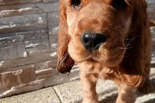 Cocker Spaniel Angielski sunia, Łódzkie, Sieradz