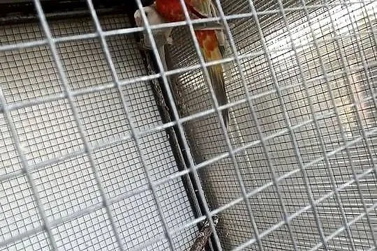 Parę rozelle królewskie szeki para świergotek, Opolskie, Opole
