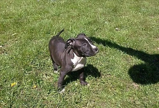 Mocne szczeniaki American Staffordshire Terier, o