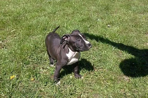 Mocne szczeniaki American Staffordshire Terier,  o