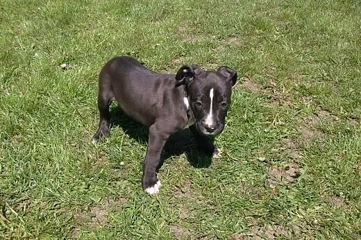 Mocne szczeniaki American Staffordshire Terier,  o