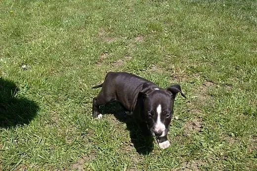 Mocne szczeniaki American Staffordshire Terier,  o