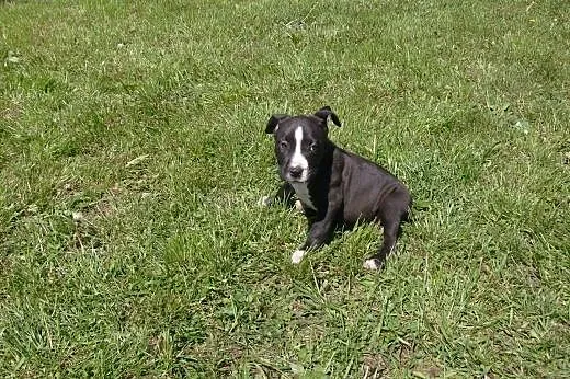 Mocne szczeniaki American Staffordshire Terier,  o