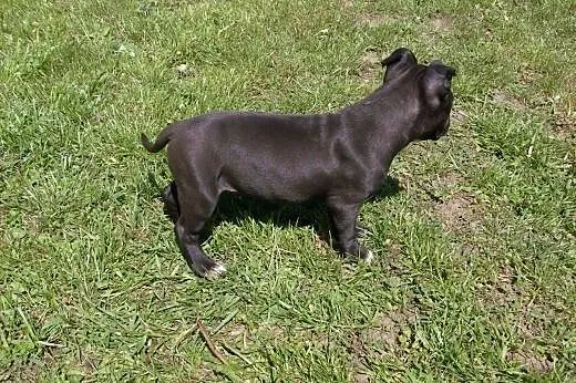 Mocne szczeniaki American Staffordshire Terier,  o