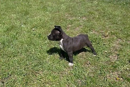Mocne szczeniaki American Staffordshire Terier,  o