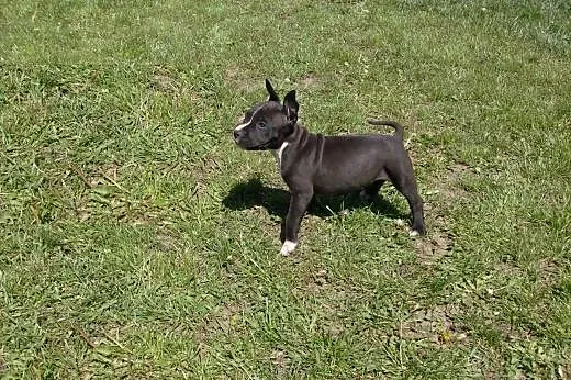 Mocne szczeniaki American Staffordshire Terier,  o