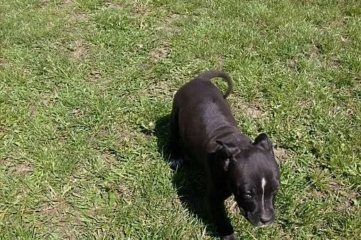 Mocne szczeniaki American Staffordshire Terier,  o