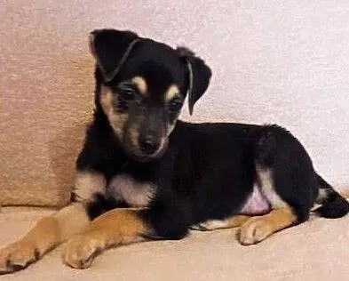CANDY - 4,5 misięczna, wesoła, kochana sunia do adopcji,, Wielkopolskie, Poznań