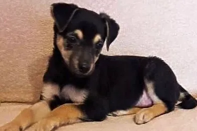 CANDY - 4,5 misięczna, wesoła, kochana sunia do adopcji,, Wielkopolskie, Poznań