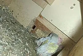 Sprzedam papugi do ręcznego karmienia