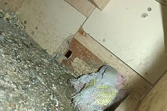 Sprzedam papugi do ręcznego karmienia