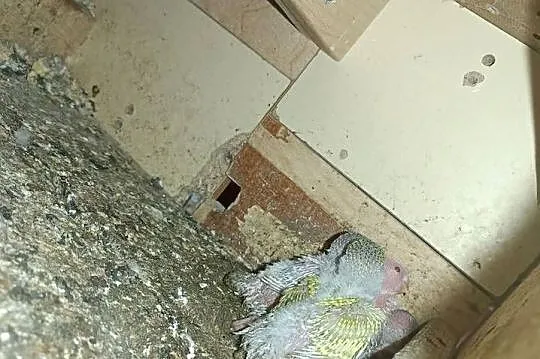 Sprzedam papugi do ręcznego karmienia, Wielkopolskie, Pleszew