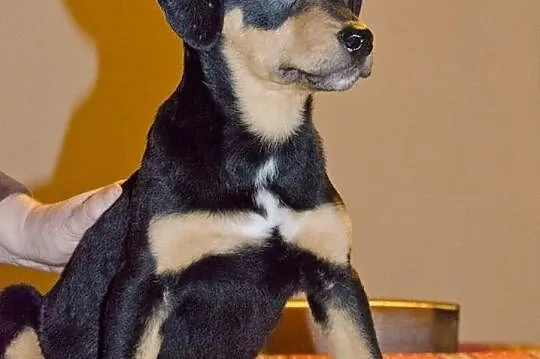Szczeniak Aksel szuka domu