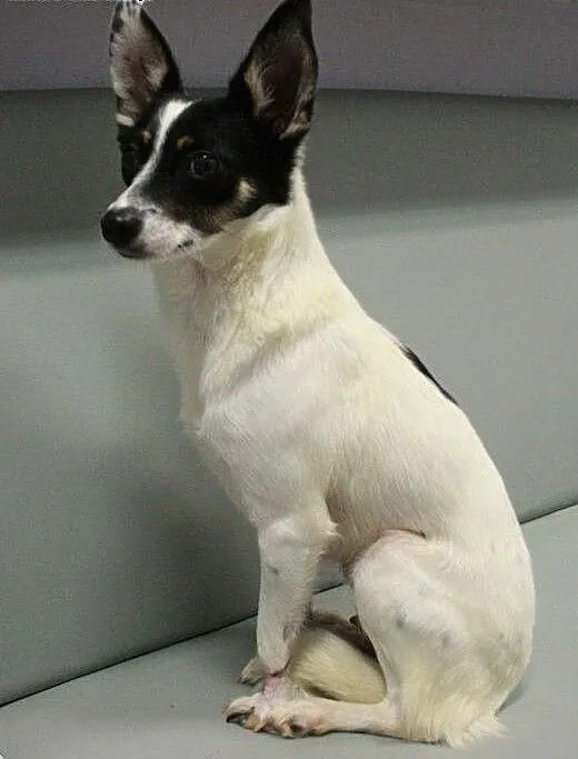 LORI - śliczna, 6 kg mikro sunia do adopcji, mazo
