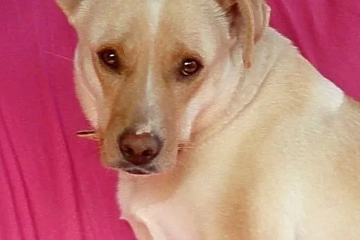 Sonia w typie labradora do adopcji,  mazowieckie Warszawa