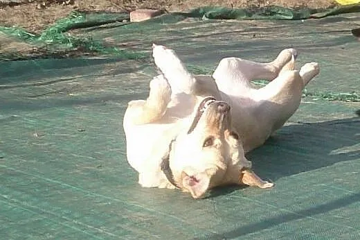 Sonia w typie labradora do adopcji,  mazowieckie W