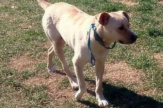 Sonia w typie labradora do adopcji,  mazowieckie W