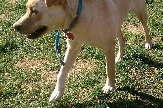 Sonia w typie labradora do adopcji,  mazowieckie W