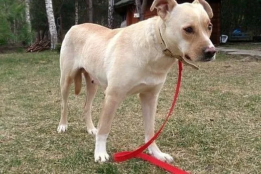 Sonia w typie labradora do adopcji,  mazowieckie W