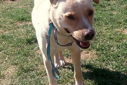Sonia w typie labradora do adopcji,  mazowieckie W
