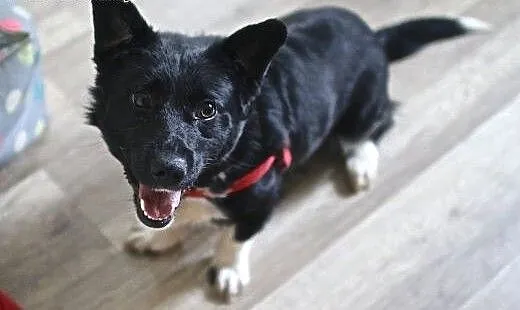 Bem - czarny wesołek do adopcji :), mazowieckie W