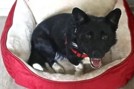 Bem - czarny wesołek do adopcji :),  mazowieckie W