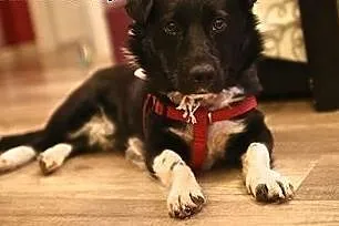 Bem - czarny wesołek do adopcji :),  mazowieckie W