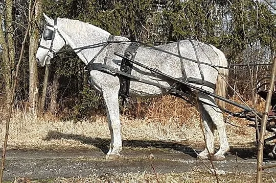 Ogier małopolski Krym xo, , Leśnica