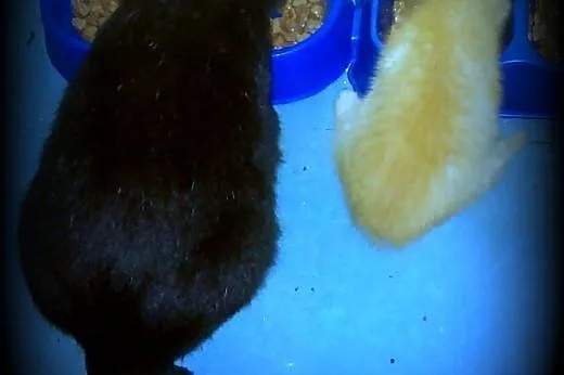 CLYDE I OLE kto pokocha dwóch przyjaciół,  mazowie